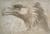 Drawing of an eagle's head