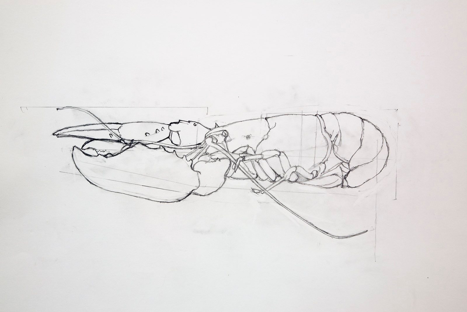 Pencil sketch of a lobster